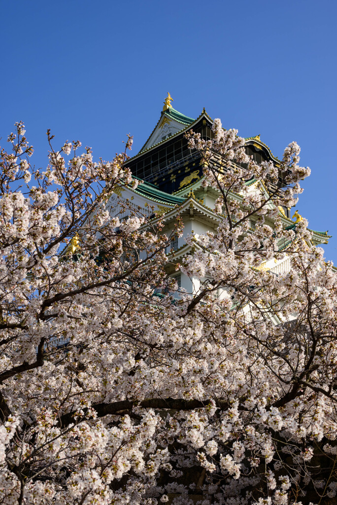 2021大阪城天守閣と桜3