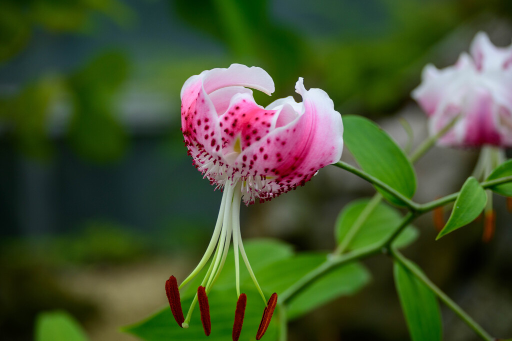 鶴見緑地咲くやこの花館 タキユリ6