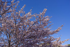 壷阪寺の桜2