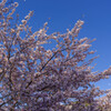 壷阪寺の桜2