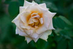 2021中之島公園の薔薇3