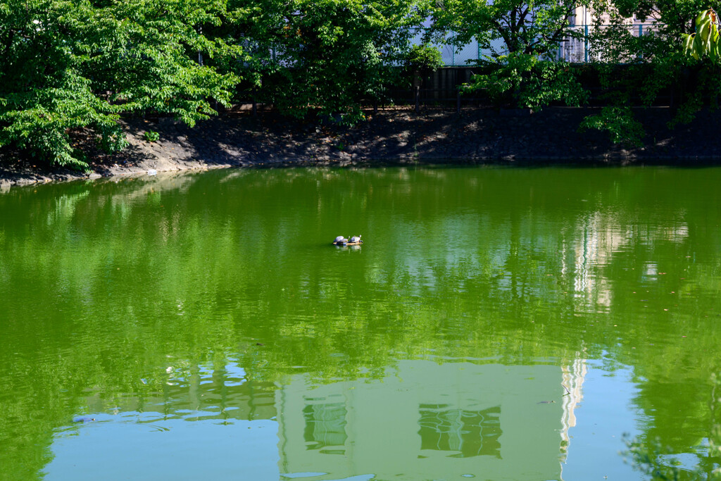 貯水池の風景