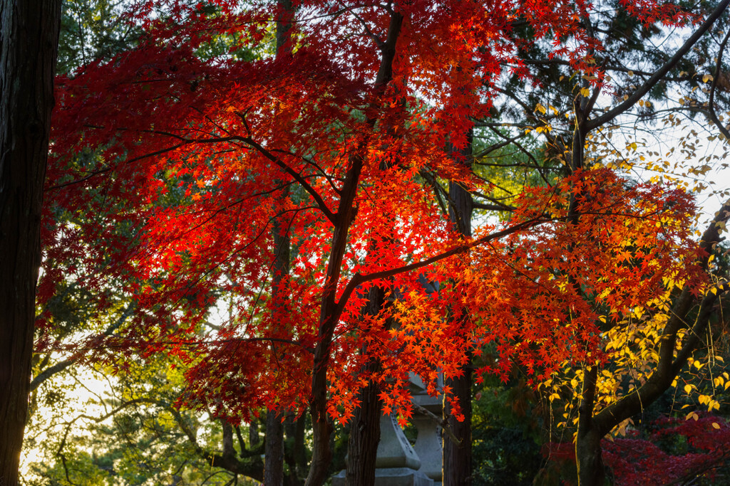 2019奈良公園紅葉22