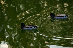 大阪城公園のカモさん2