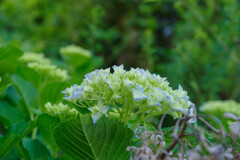 紫陽花14