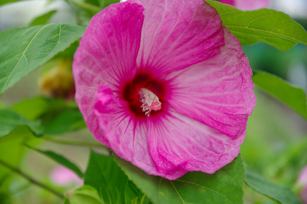 アメリカフヨウ1