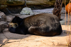 天王寺動物園お昼寝するメガネグマ