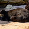 天王寺動物園お昼寝するメガネグマ