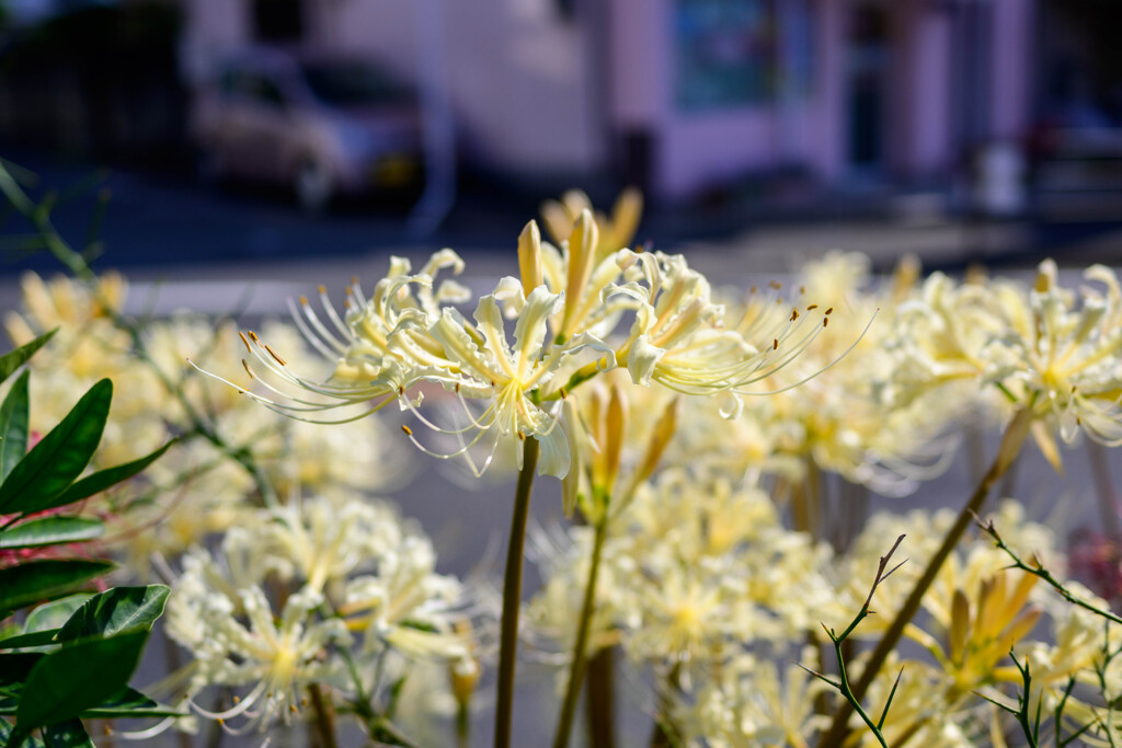 曼珠沙華19