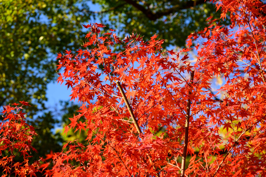 大阪城公園の紅葉2