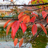 近所の公園の桜紅葉7