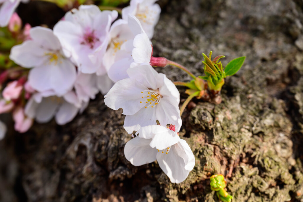 2021大阪城公園の桜12