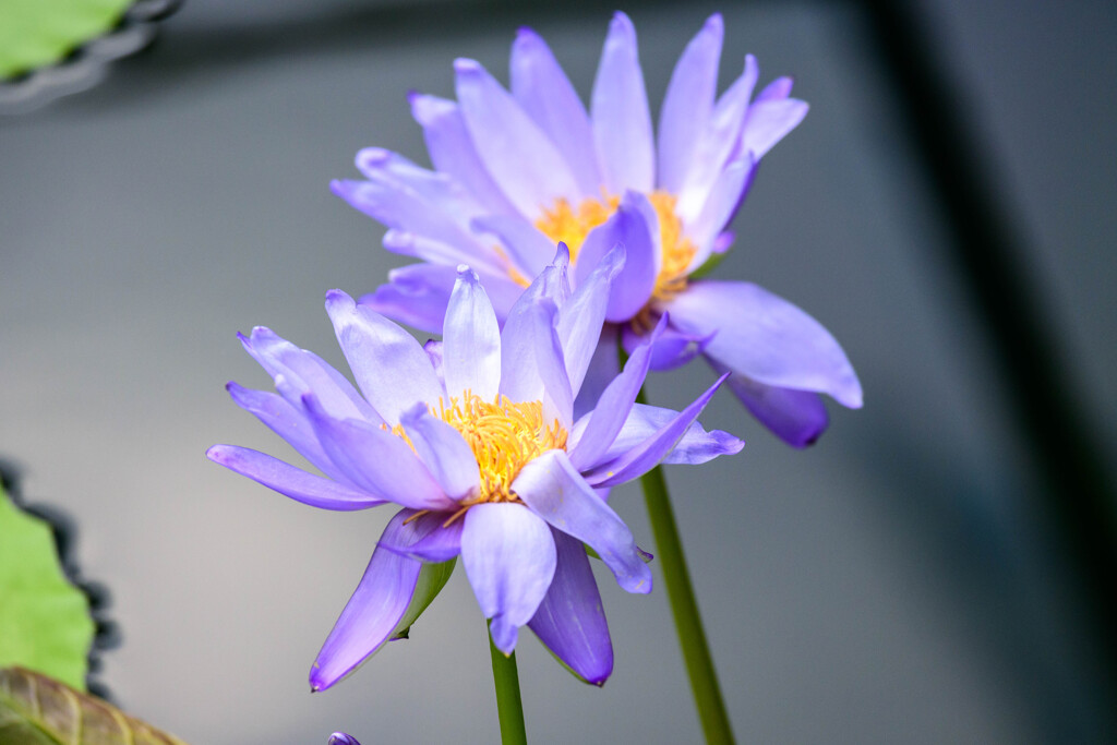 鶴見緑地咲くやこの花館熱帯スイレン3