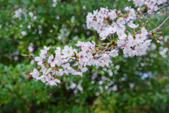 2020大阪城公園の桜3