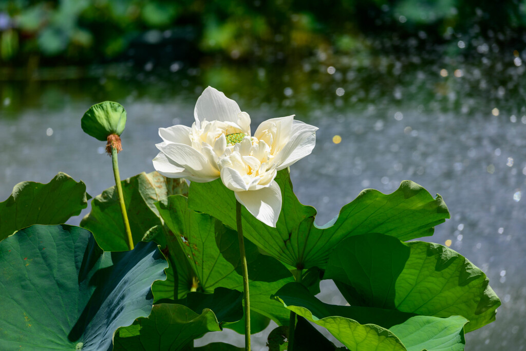 鶴見緑地咲くやこの花館の蓮5