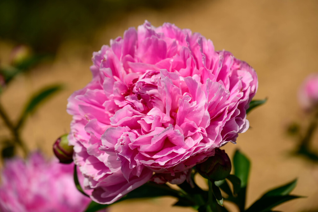万博記念公園平和のバラ園の芍薬5
