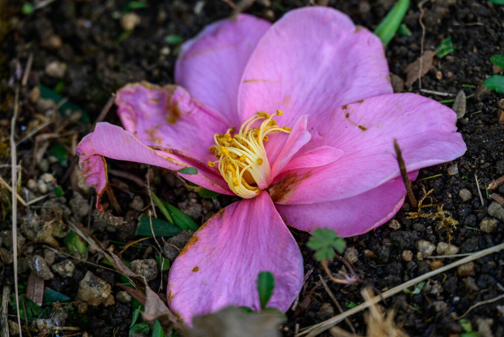 落花した椿