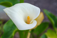 カラー10