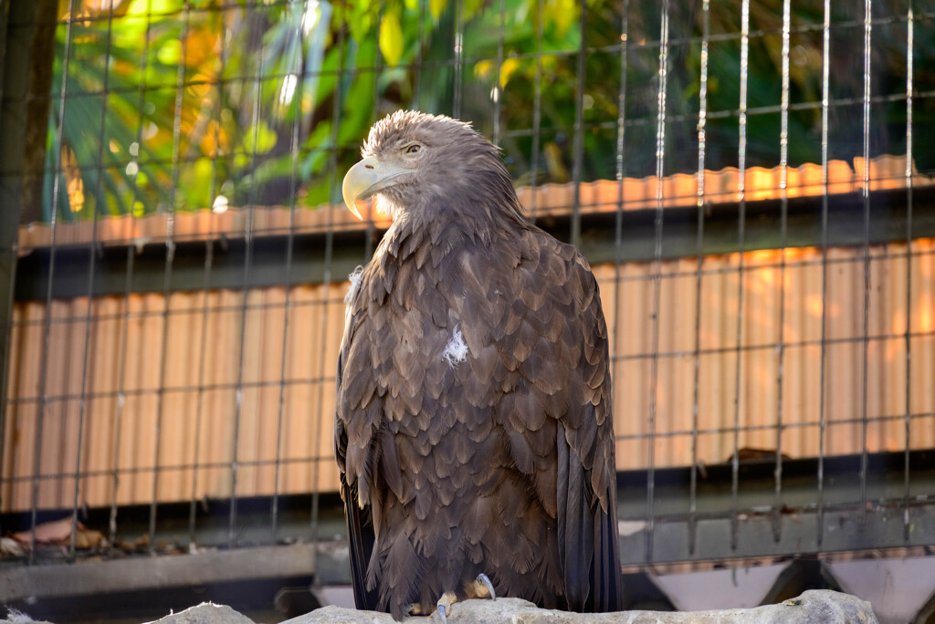 天王寺動物園 オジロワシ2