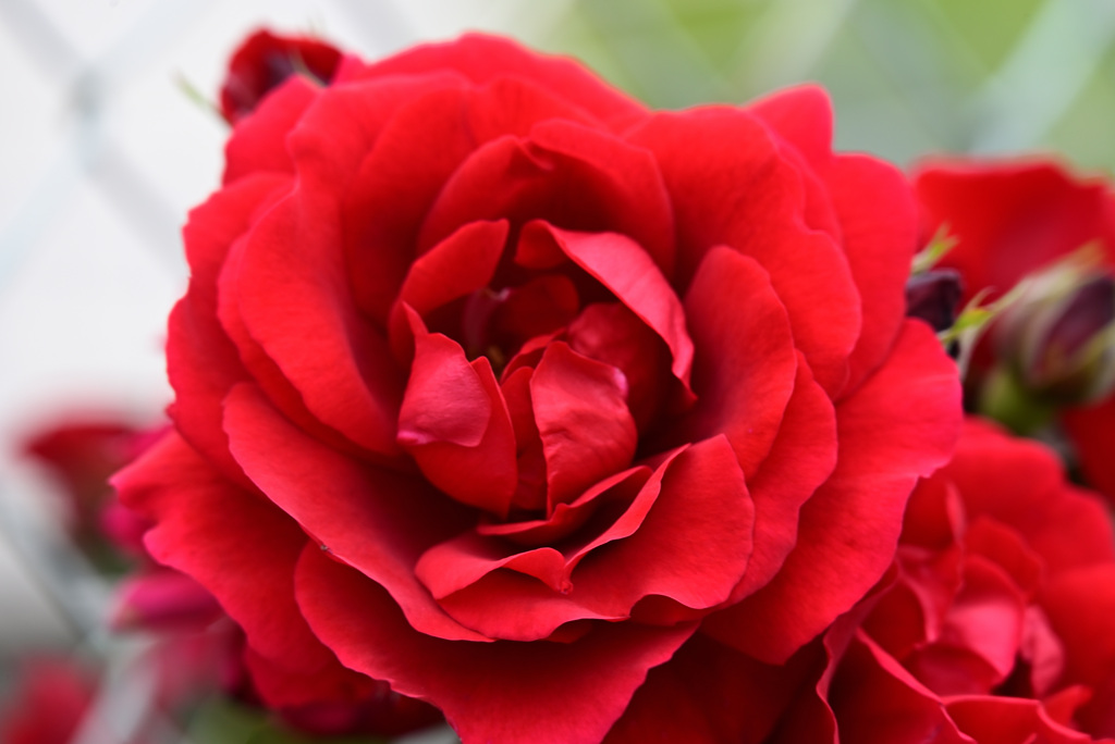 2021薔薇23