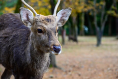 奈良公園の鹿8