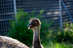 天王寺動物園エミュー4