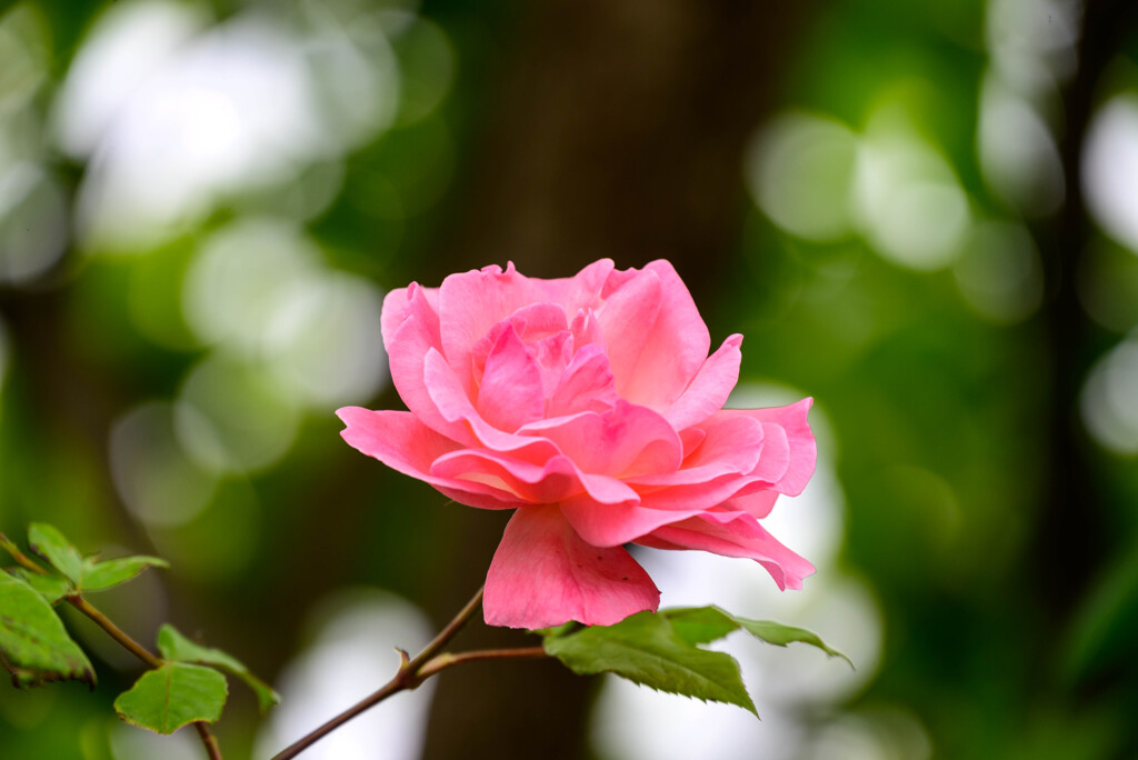 2021薔薇29