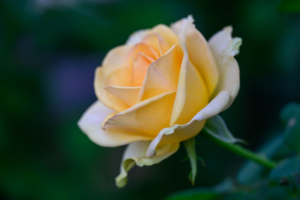 2021中之島公園の薔薇1