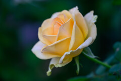 2021中之島公園の薔薇1