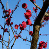 青空と紅梅1
