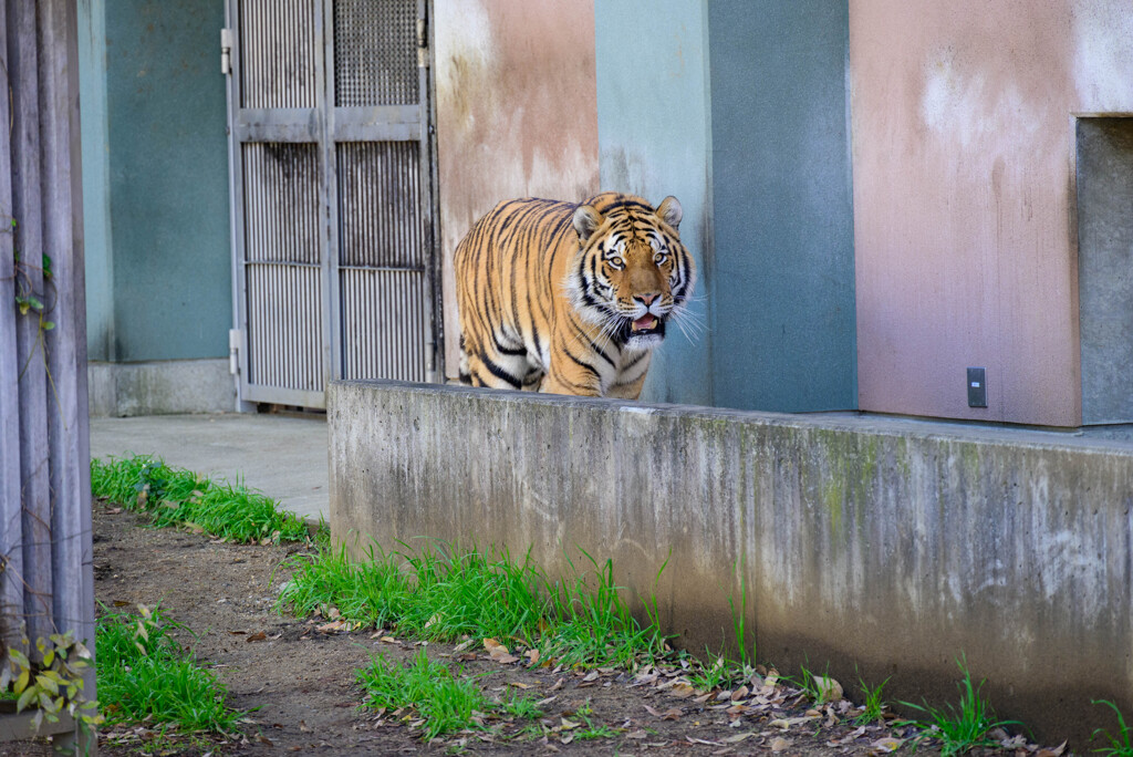 天王寺動物園 アムールトラ風君3