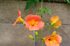 ノウゼンカズラ3