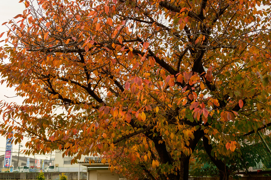 近所の公園の桜紅葉4