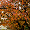 近所の公園の桜紅葉4