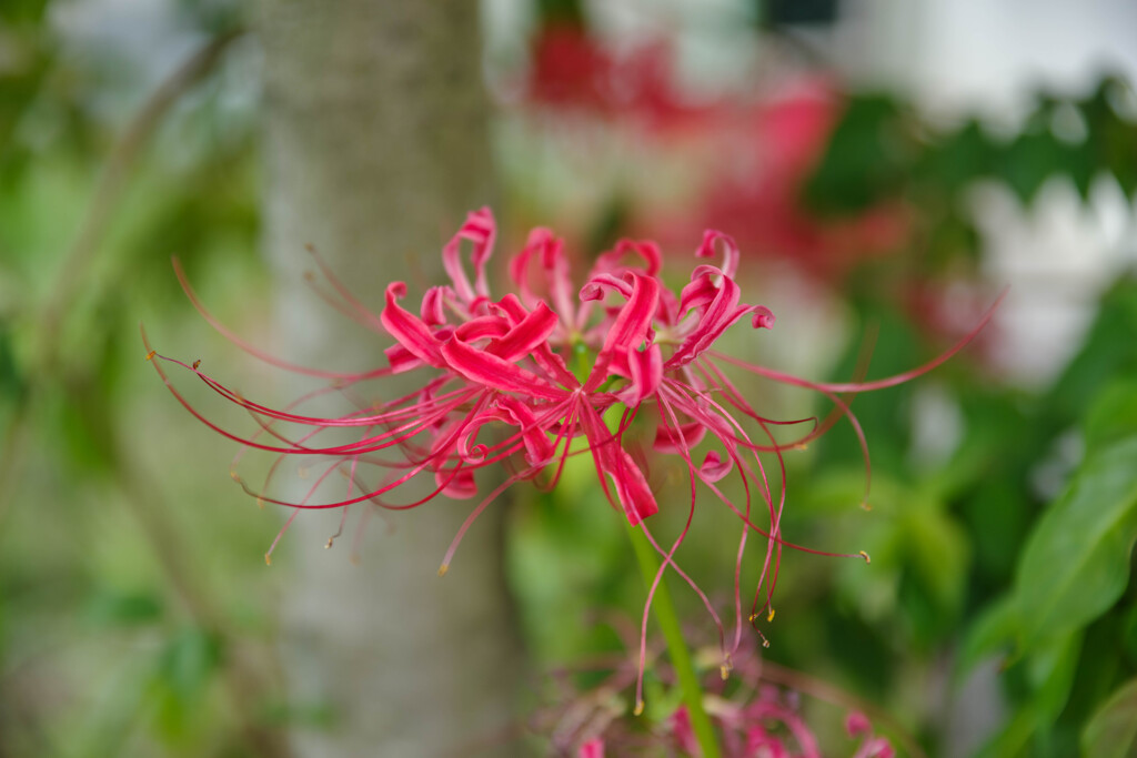 2019年の彼岸花7