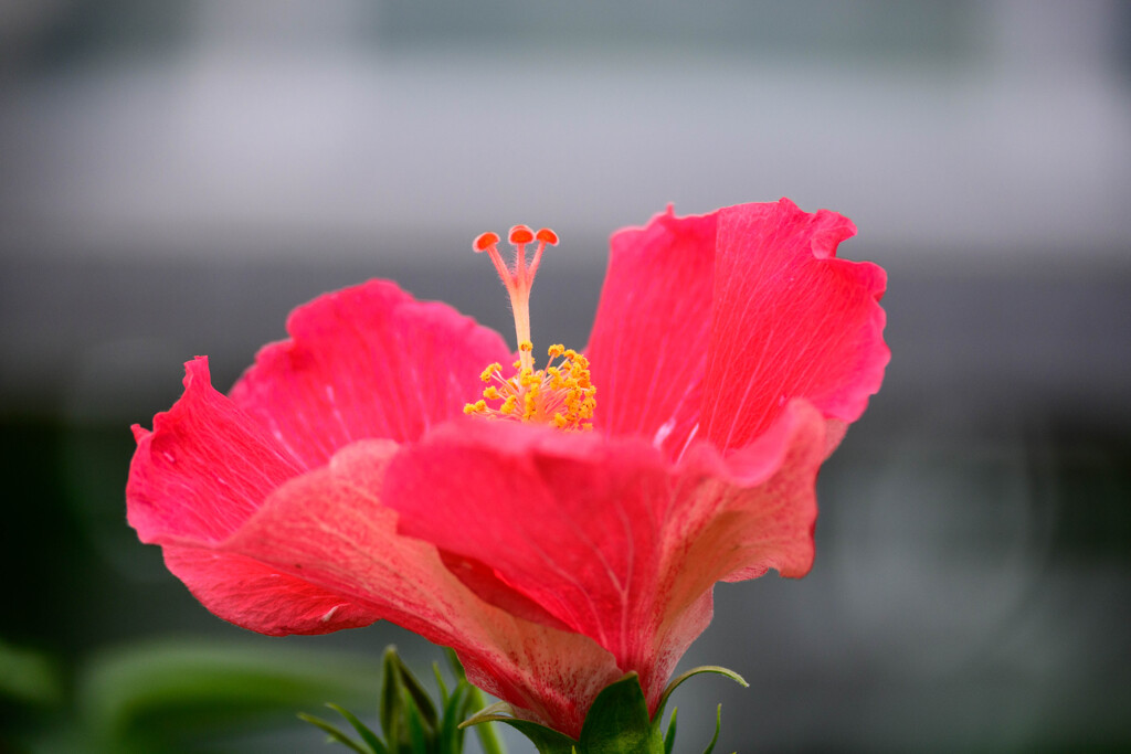 鶴見緑地咲くやこの花館ハイビスカス19