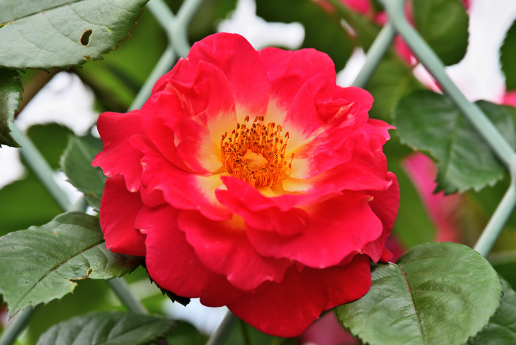 2021薔薇22