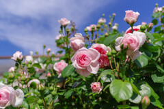 薔薇13