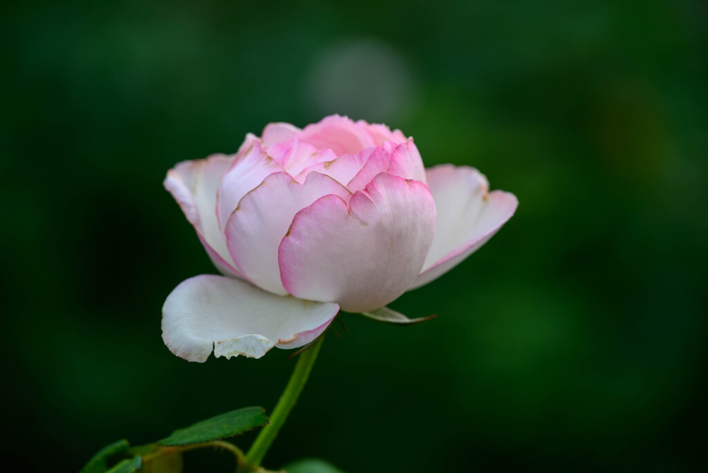 中之島公園の薔薇13オーナードゥバルザック