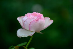 中之島公園の薔薇13オーナードゥバルザック