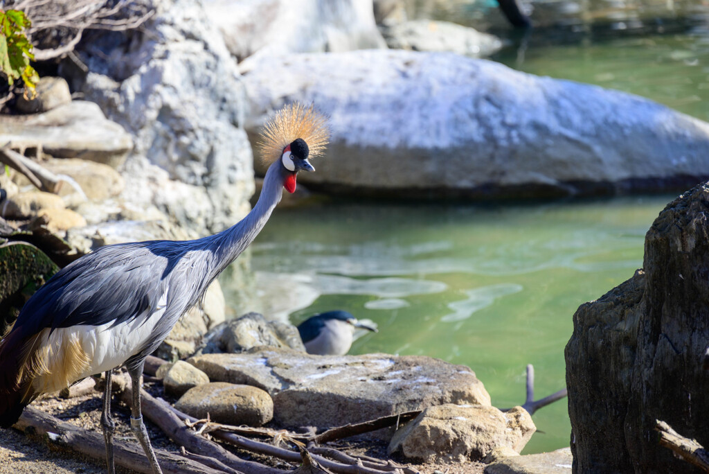 天王寺動物園 ホオジロカンムリツル1