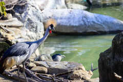 天王寺動物園 ホオジロカンムリツル1