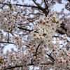 2022年サクラ30