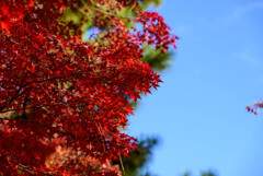 奈良公園の紅葉20