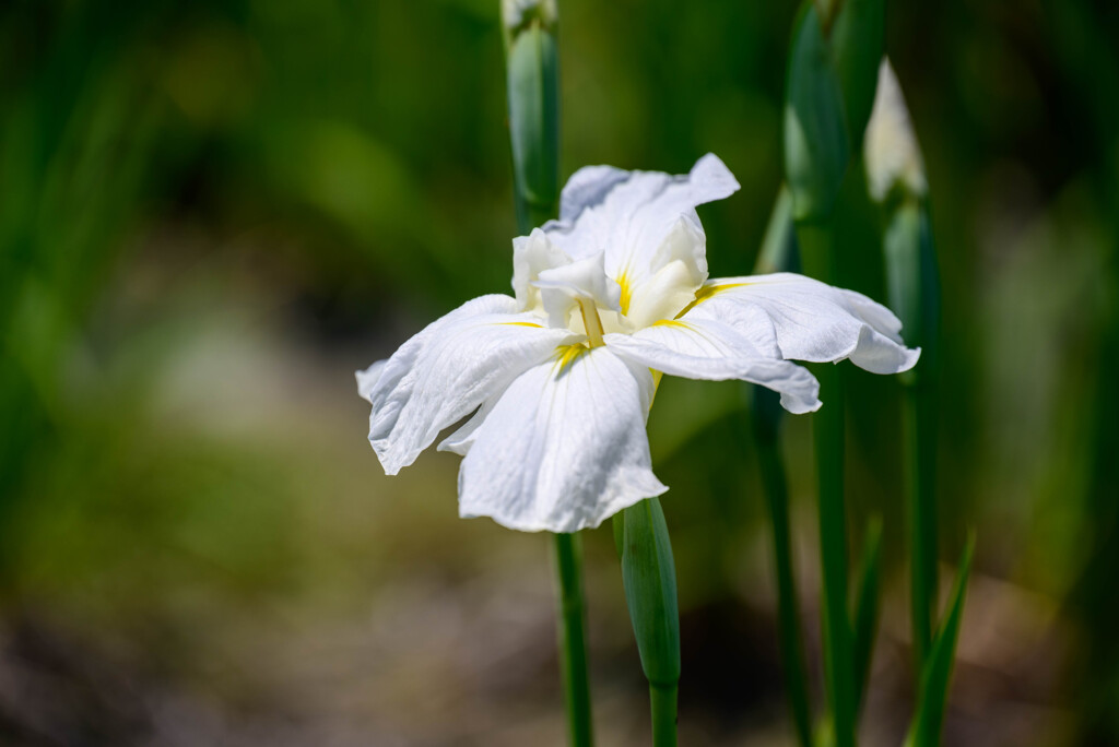 白い花菖蒲2