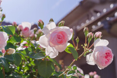 薔薇25