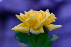 中之島公園の薔薇11マルコポーロ