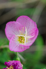 ヒルザキツキミソウ3