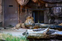 天王寺動物園ライオンさん1