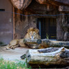 天王寺動物園ライオンさん1
